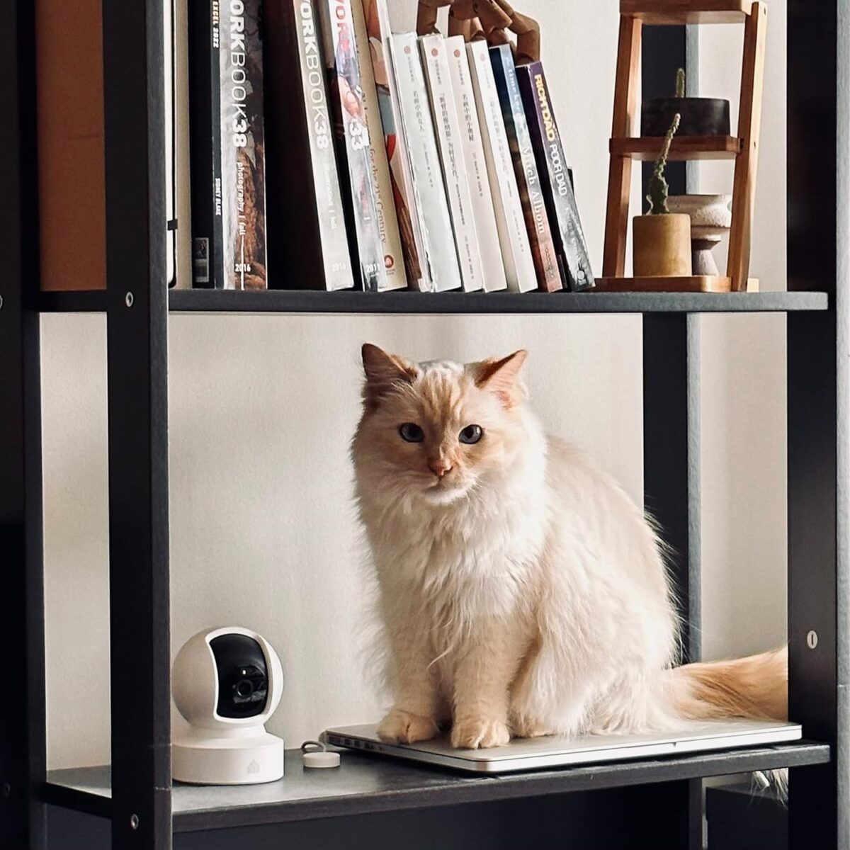 Kasa - Cámara de seguridad inteligente para interiores - 1080p - Imagen 6